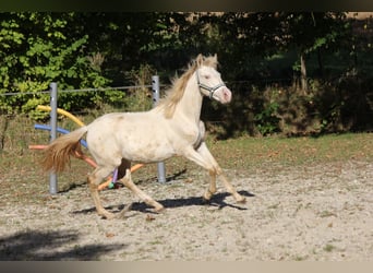 PRE, Jument, Poulain (03/2023), 156 cm, Perlino