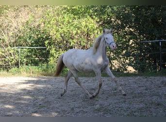 PRE, Jument, Poulain (03/2023), 156 cm, Perlino