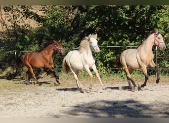 PRE, Jument, Poulain (03/2023), 156 cm, Perlino
