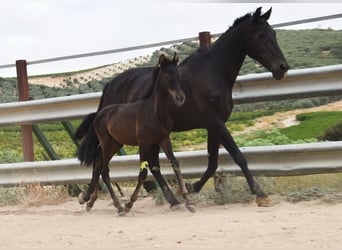 PRE, Jument, Poulain (04/2026), 158 cm, Noir