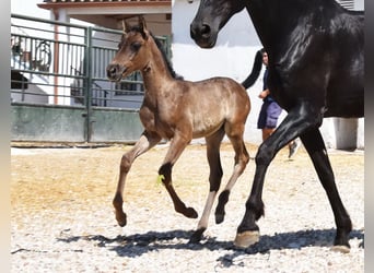 PRE, Jument, Poulain (04/2026), 158 cm, Noir