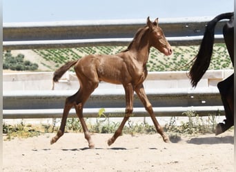 PRE, Jument, Poulain (05/2026), 158 cm, Perle