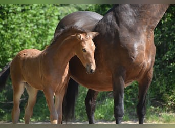 PRE, Jument, Poulain (04/2026), 160 cm, Buckskin
