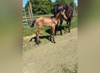 PRE, Jument, Poulain (05/2026), 160 cm, Isabelle