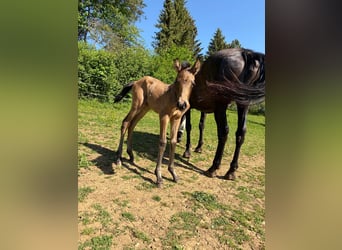 PRE, Jument, Poulain (05/2026), 160 cm, Isabelle