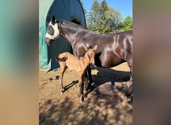 PRE, Jument, Poulain (05/2026), 160 cm, Isabelle