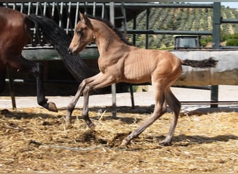 PRE, Jument, Poulain (03/2026), 160 cm, Isabelle