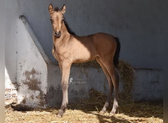 PRE, Jument, Poulain (03/2026), 160 cm, Isabelle