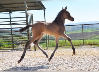 PRE, Jument, Poulain (03/2026), 160 cm, Isabelle