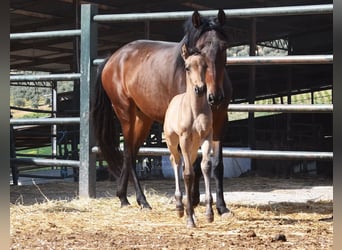 PRE, Jument, Poulain (03/2026), 160 cm, Isabelle