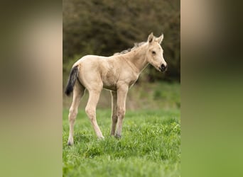 PRE, Jument, Poulain (04/2026), 160 cm, Isabelle