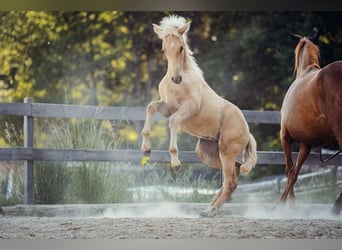 PRE, Jument, Poulain (04/2026), 160 cm, Palomino
