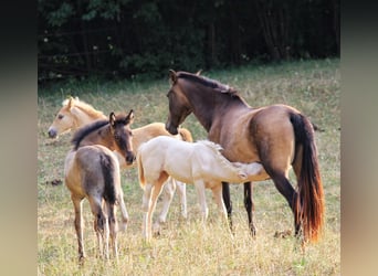 PRE, Jument, Poulain (05/2026), 160 cm, Perlino