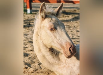 PRE, Jument, Poulain (05/2026), 160 cm, Perlino
