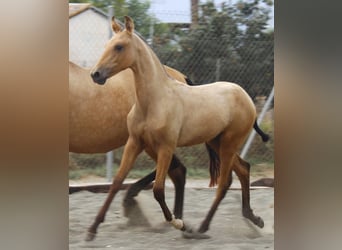PRE, Jument, Poulain (03/2026), 162 cm, Buckskin
