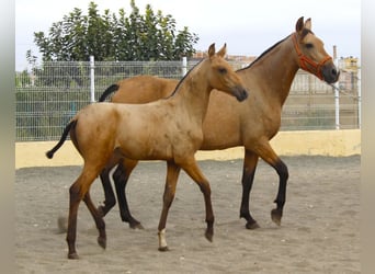 PRE, Jument, Poulain (03/2026), 162 cm, Buckskin