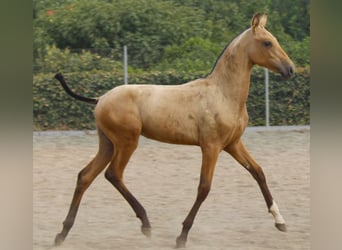 PRE, Jument, Poulain (03/2026), 162 cm, Buckskin