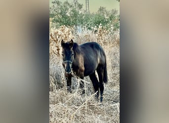 PRE, Jument, Poulain (03/2026), 162 cm, Noir