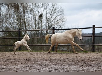 PRE, Jument, Poulain (03/2026), 162 cm, Perle