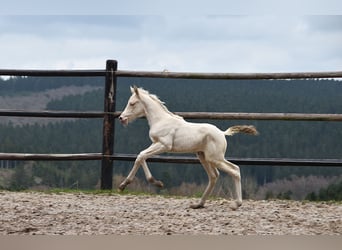 PRE, Jument, Poulain (03/2026), 162 cm, Perle