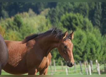 PRE, Jument, Poulain (04/2026), 165 cm, Bai