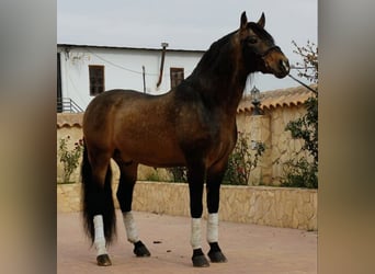 PRE, Jument, Poulain (05/2026), 165 cm, Buckskin
