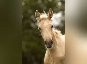 PRE, Jument, Poulain (05/2025), 165 cm, Palomino