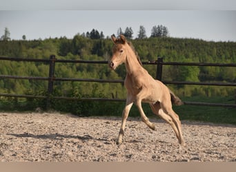 PRE, Jument, Poulain (04/2026), 165 cm, Perle