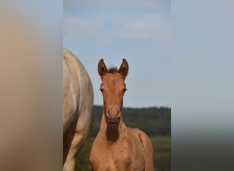 PRE, Jument, Poulain (04/2026), 165 cm, Perle