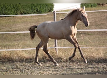 PRE, Jument, Poulain (04/2026), 166 cm, Perle
