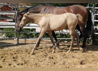 PRE, Jument, Poulain (04/2026), 166 cm, Perle