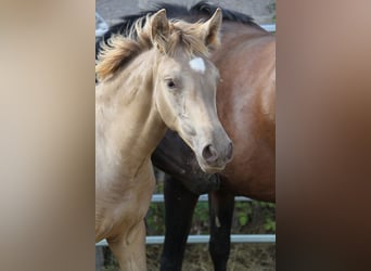 PRE, Jument, Poulain (04/2026), 166 cm, Perle