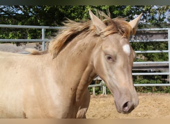 PRE, Jument, Poulain (04/2026), 166 cm, Perle