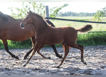 PRE, Jument, Poulain (02/2025), 168 cm, Bai