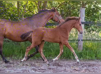PRE, Jument, Poulain (02/2025), 168 cm, Bai