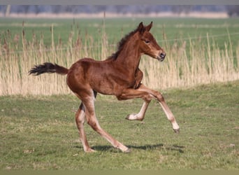 PRE, Jument, Poulain (02/2025), 168 cm, Bai