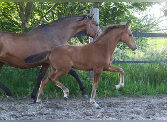PRE, Jument, Poulain (02/2025), 168 cm, Bai