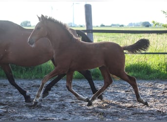 PRE, Jument, Poulain (02/2025), 168 cm, Bai
