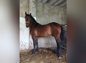 PRE, Jument, Poulain (01/2026), Bai brun