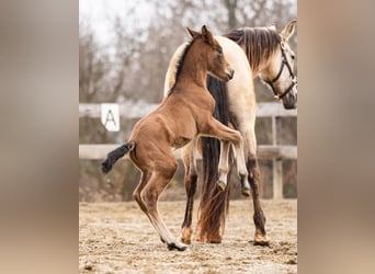 PRE, Jument, Poulain (02/2026), Bai