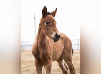 PRE, Jument, Poulain (02/2026), Bai