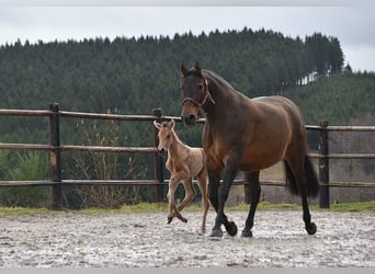 PRE, Jument, Poulain (02/2026), Buckskin