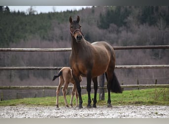PRE, Jument, Poulain (02/2026), Buckskin