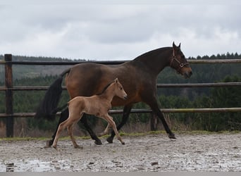 PRE, Jument, Poulain (02/2026), Buckskin