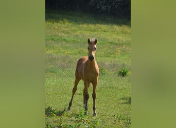 PRE, Jument, Poulain (03/2025)