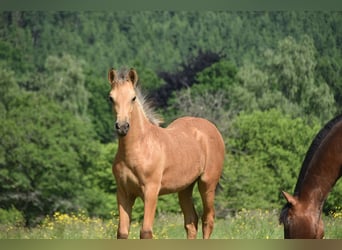 PRE, Jument, Poulain (03/2025)