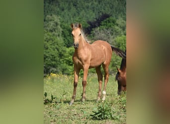 PRE, Jument, Poulain (03/2025)