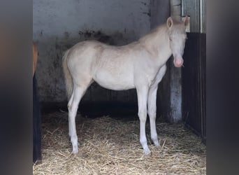 PRE, Jument, Poulain (06/2026), Cremello