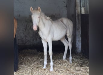 PRE, Jument, Poulain (06/2026), Cremello