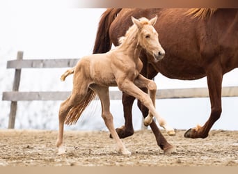 PRE, Jument, Poulain (02/2026), Palomino